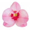 Orquideas De Oblea Color Rosa 10uds Dekora